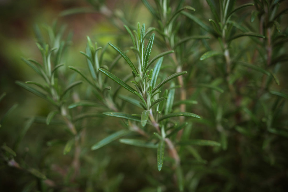 Rosemary - A Rambunctious Little Herb & Why We Love It!
