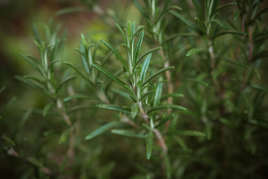 Rosemary - A Rambunctious Little Herb & Why We Love It!